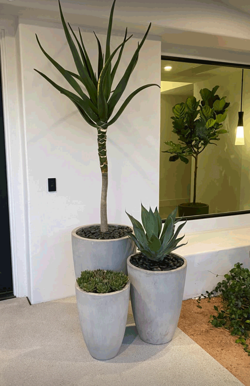 Sculptural agave in concrete planters in a sunlit modern interior