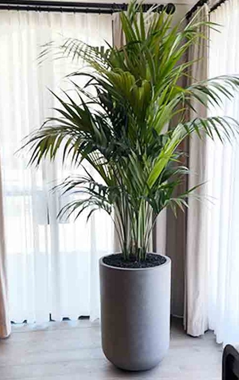 A healthy kentia palm in a modern planter beside soft linen curtains