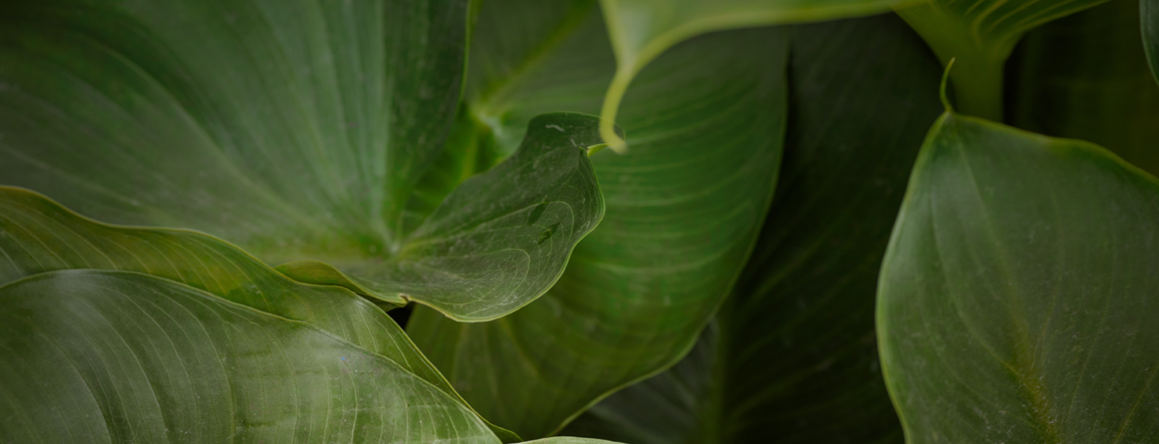 Close detail of lush tropical leaves