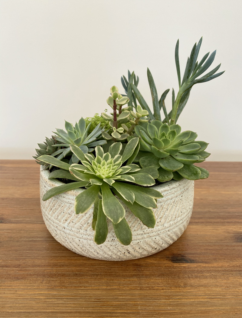 Live succulent arrangement in a woven ceramic bowl